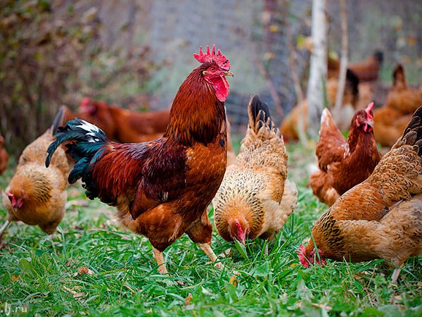 Породы куриц | ЗооТом - продажа, вязка и услуги для животных в Мглине