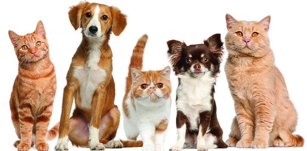 Доска объявлений о животных | ЗооТом - продажа, вязка и услуги для животных в Мглине