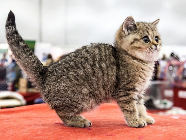 Породы кошек в Мглине | ЗооТом портал о животных