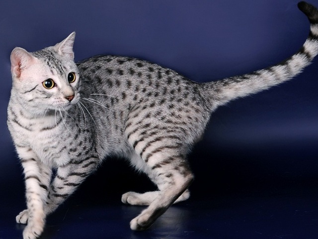 Породы кошек в Мглине | ЗооТом портал о животных