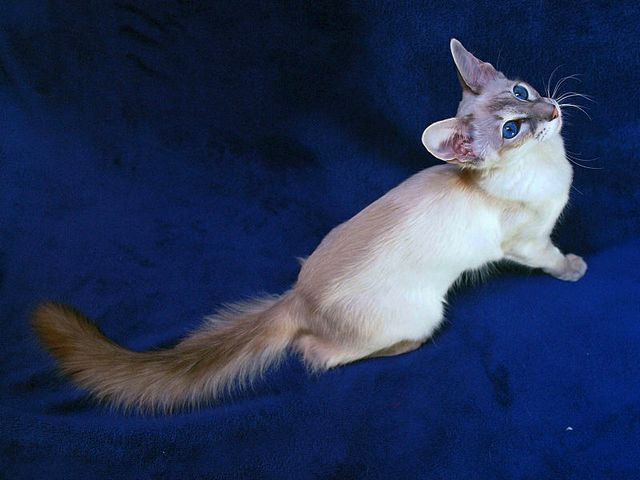 Выведенные породы кошек в Мглине | ЗооТом портал о животных