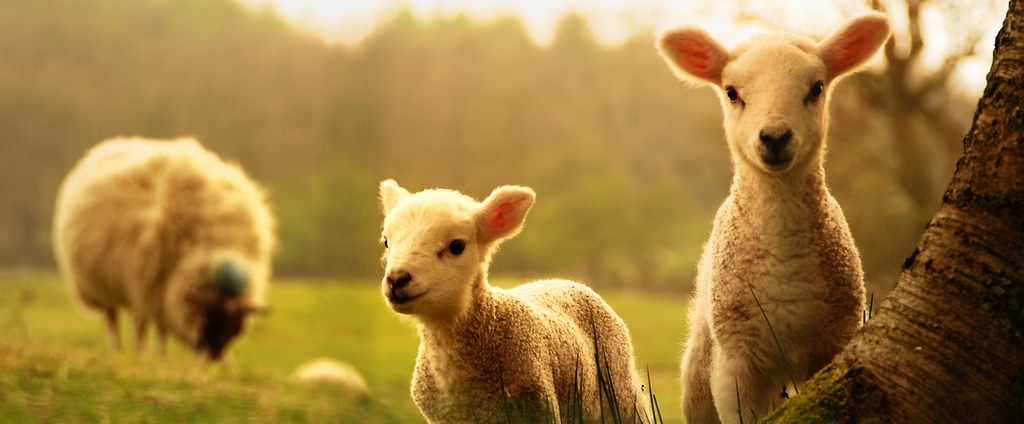 Объявления о сельскохозяйственных животных | ЗооТом - продажа, вязка и услуги для животных в Мглине