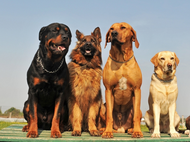 Крупные породы собак в Мглине | ЗооТом портал о животных