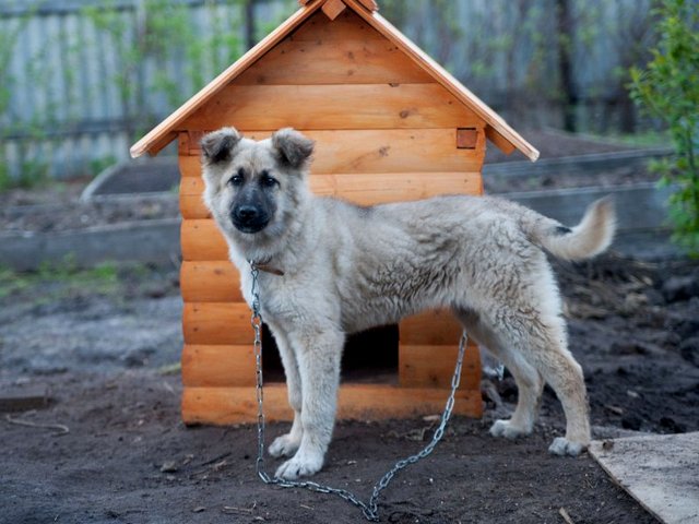 Все о собаках в Мглине Все о собаках в Мглине
